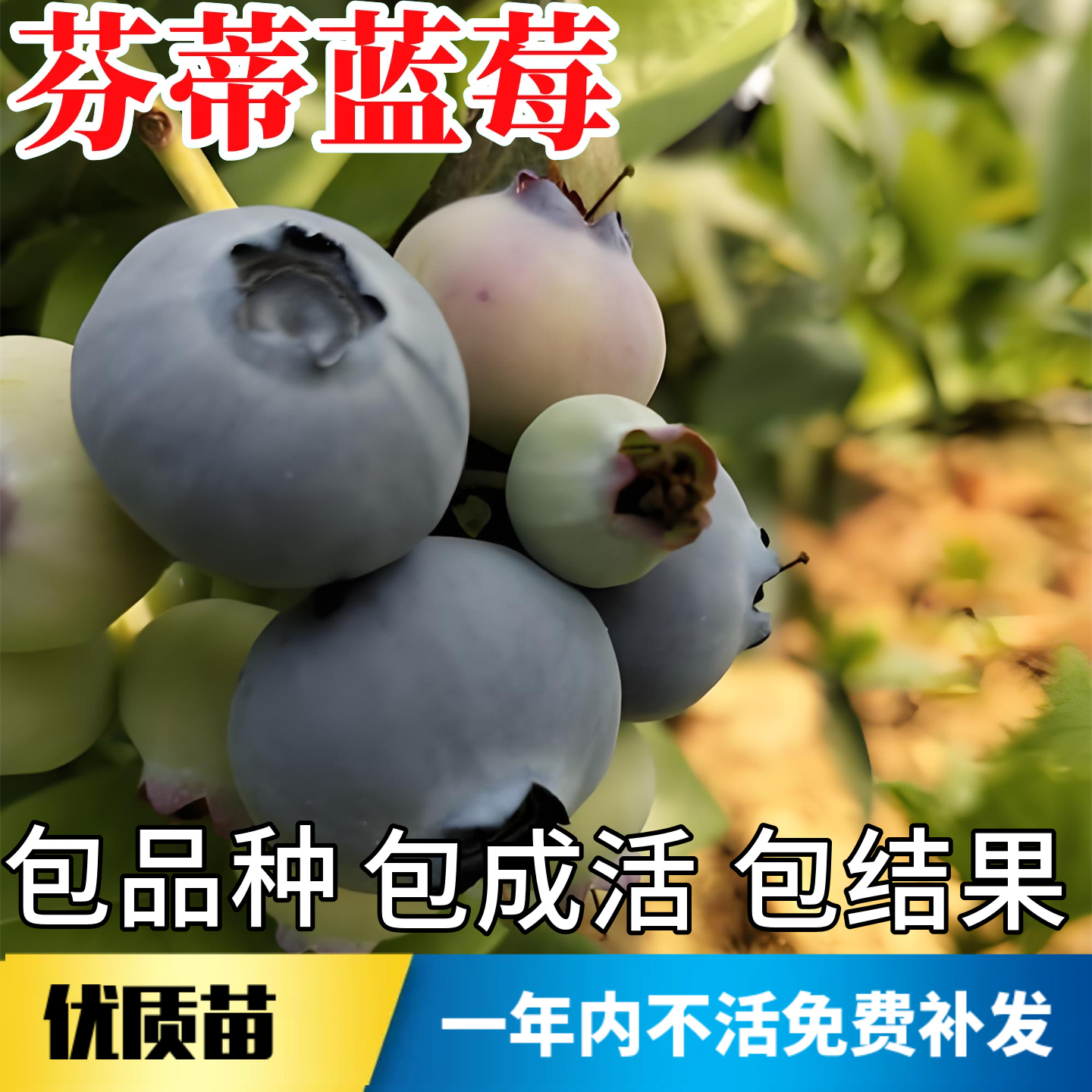 芬蒂蓝莓苗南北方室外地栽耐寒蓝莓树果苗阳台盆栽特大号当年结果