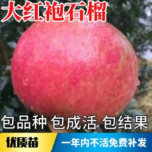 大红袍石榴树树苗南北方庭院耐寒特大号果树盆栽嫁接老桩当年结果
