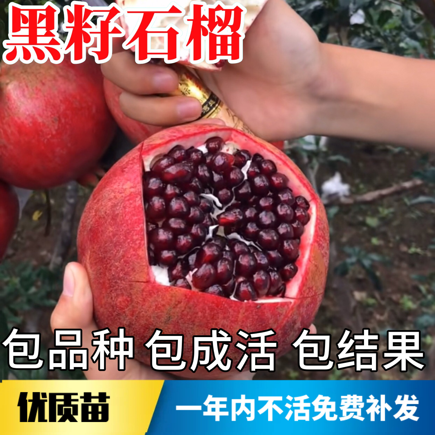 大果黑籽甜石榴苗包成活当年结果图片