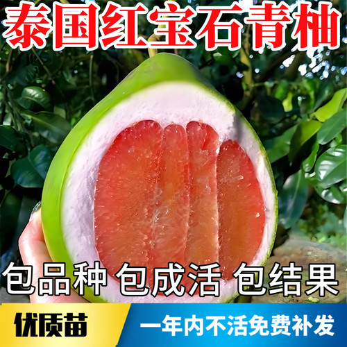 泰国红宝石青柚树苗【原土发货】