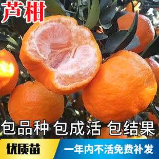 芦柑树苗庭院地栽耐寒大号桔子树苗带土盆栽嫁接柑橘树当年结果