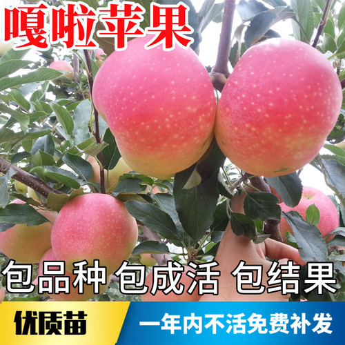 嘎啦苹果树果苗不活包赔当年结果