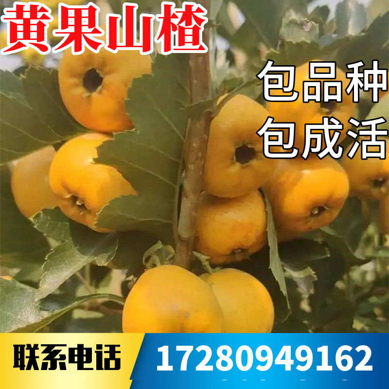 黄果山楂树活苗南北方庭院地栽种植特大果树盆栽嫁接果苗当年结果