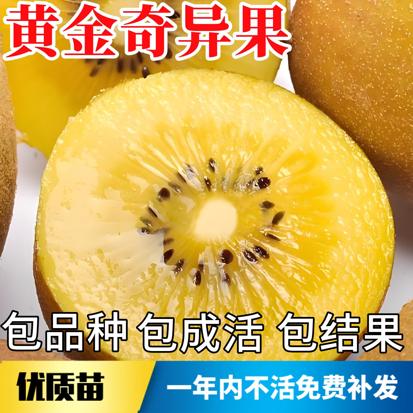 黄金奇异果苗不活包赔当年结果