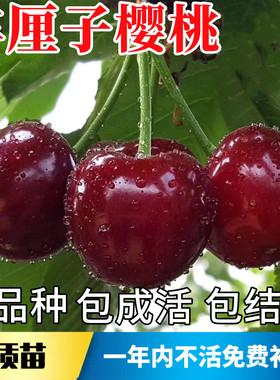 车厘子树苗不活包赔当年结果