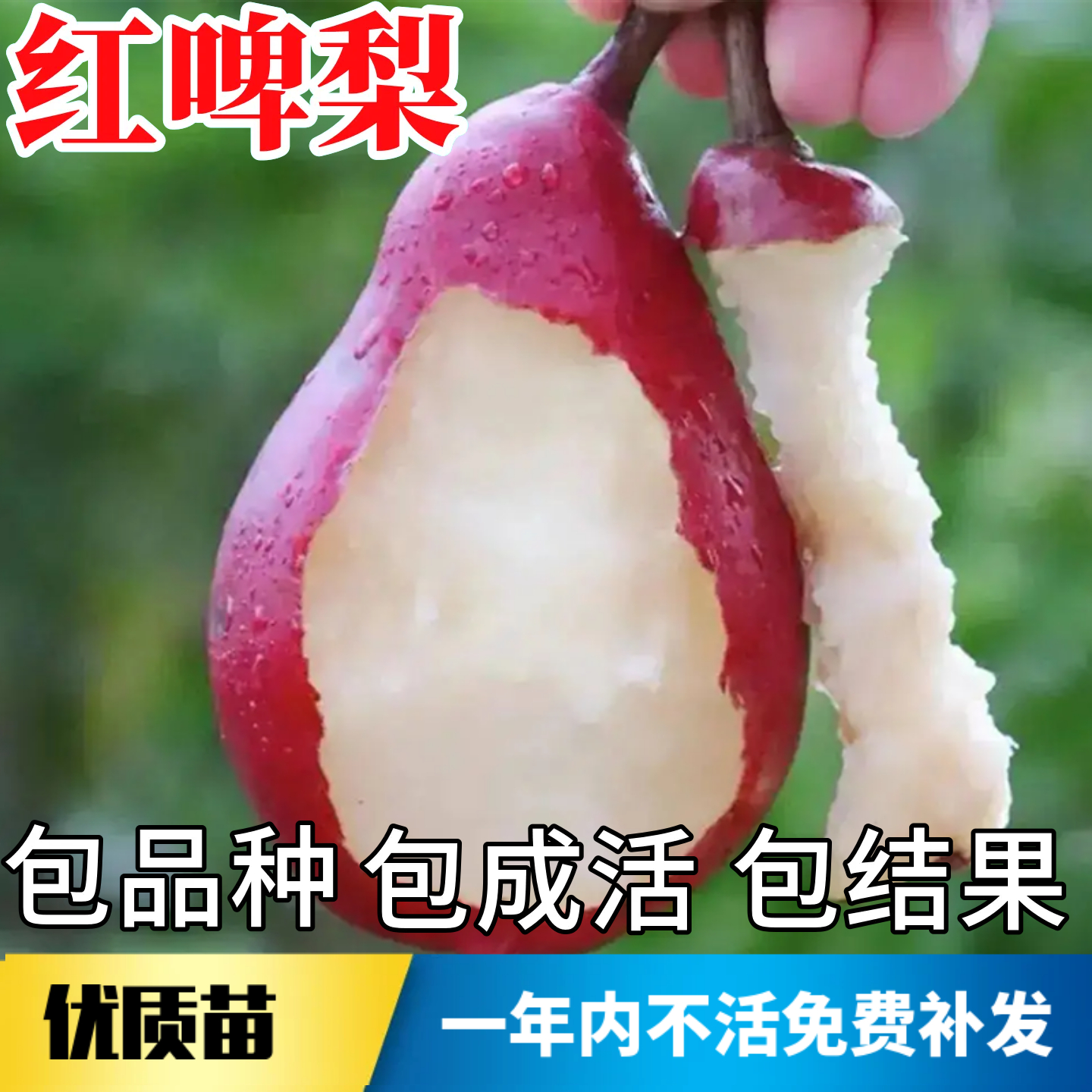 红啤梨树苗不活包赔当年结果