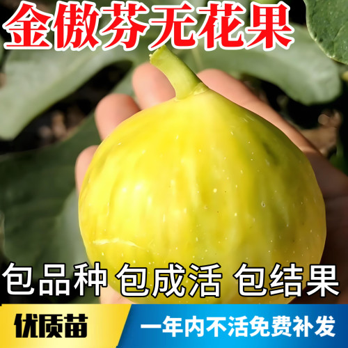 金傲芬无花果苗包成活当年结果