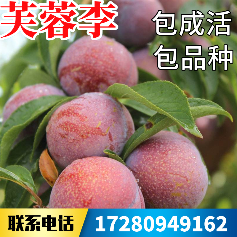 芙蓉李子树苗南北方庭院地栽特大果苗盆栽嫁接脱骨红心种当年结果