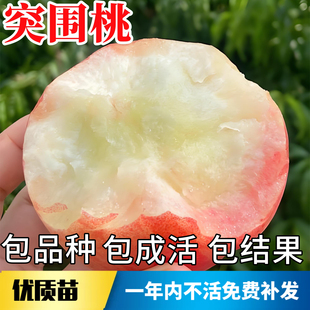 突围桃苗南北方庭院地栽耐寒水蜜桃树果苗大树盆栽嫁接当年结果