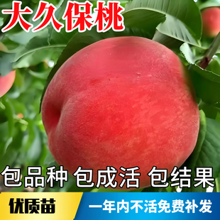 大久保桃苗南北方庭院地栽耐寒桃树果苗大树盆栽嫁接桃子当年结果