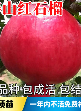 泰山红石榴树苗包成活当年结果