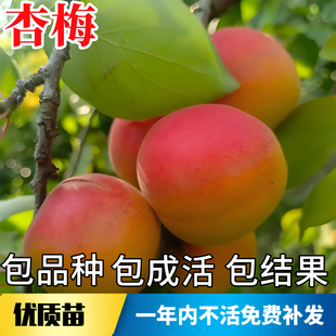 杏梅树果苗南北方庭院地栽种植耐寒特大杏树活苗盆栽嫁接当年结果