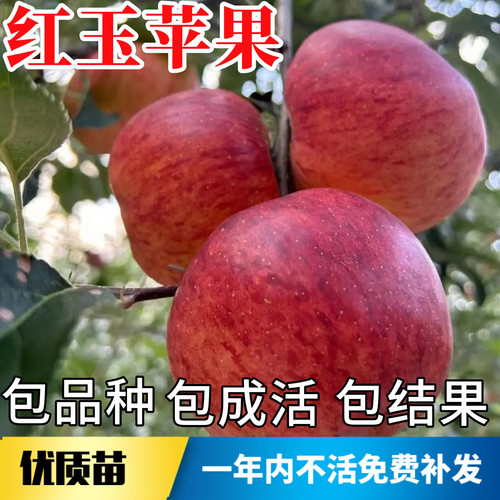 红玉苹果树苗不活包赔当年结果