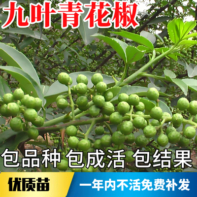 九叶青花椒树苗不活包赔当年结果