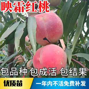 映霜红桃苗南北方庭院耐寒桃树果苗大树盆栽嫁接桃子晚熟当年结果