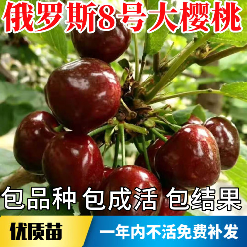 俄罗斯八号樱桃苗包成活当年结果