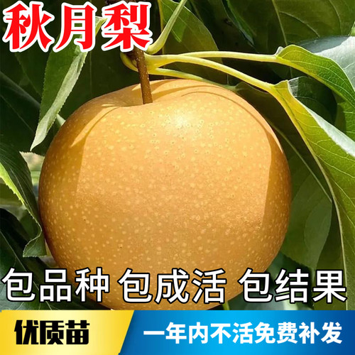 秋月梨树果苗不活包赔当年结果
