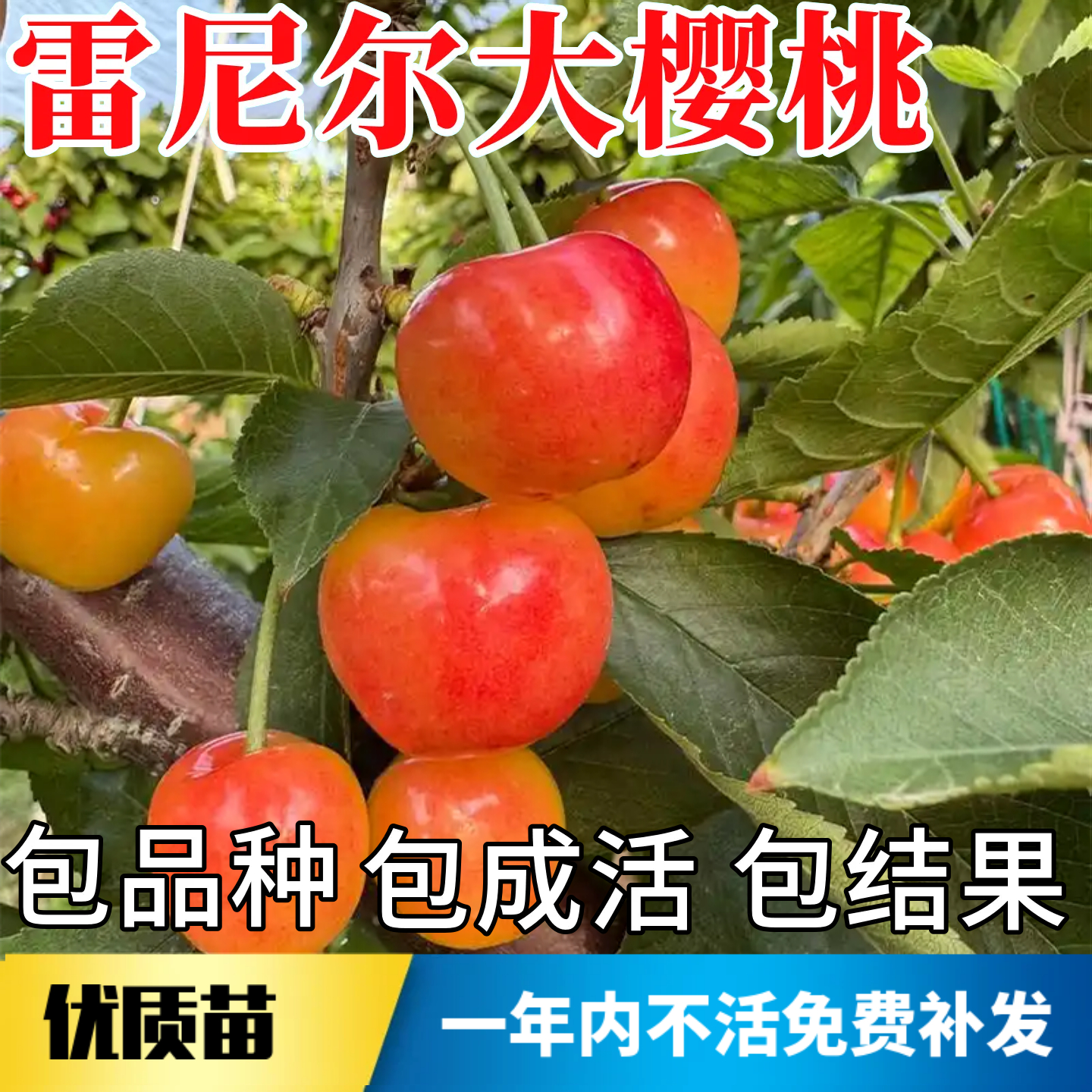 雷尼尔车厘子树苗不活包赔包结果