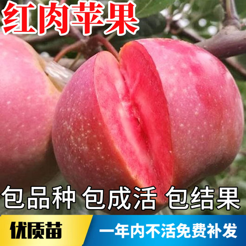 红肉苹果苗不活包赔当年结果