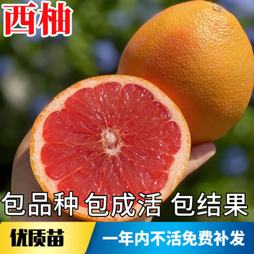 红心西柚树苗【原土发货】