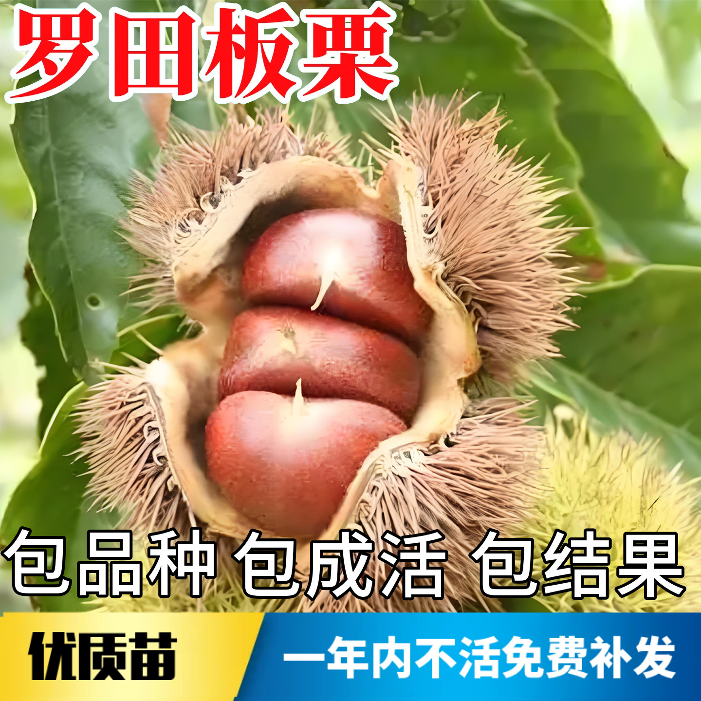 罗田板栗苗不活包赔当年结果图片