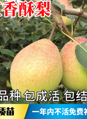 红香酥梨树苗不活包赔当年结果