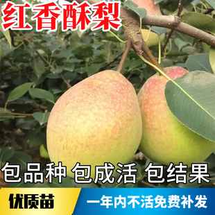 红香酥梨苗南北方地栽种植特大晚熟果树盆栽嫁接梨树果苗当年结果