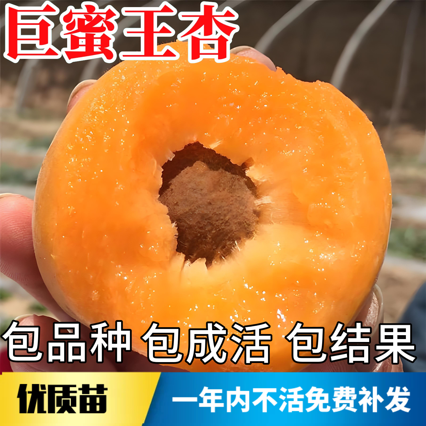 巨蜜王杏树果苗不活包赔当年结果