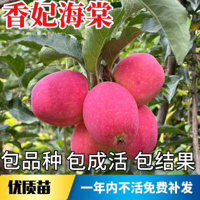 香妃海棠树苗不活包赔当年结果