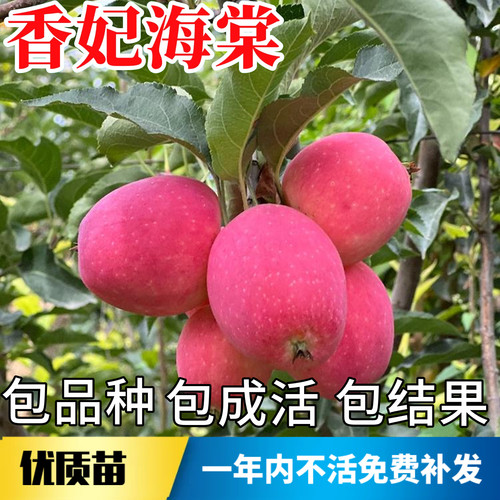 香妃海棠树苗不活包赔当年结果