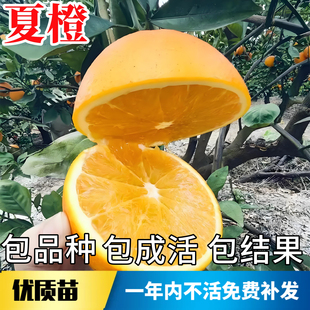 夏橙苗南北方种植庭院耐寒橙子树苗果苗带土盆栽嫁接大树当年结果
