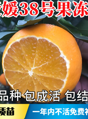 果冻橙爱媛38号树苗【原土发货】