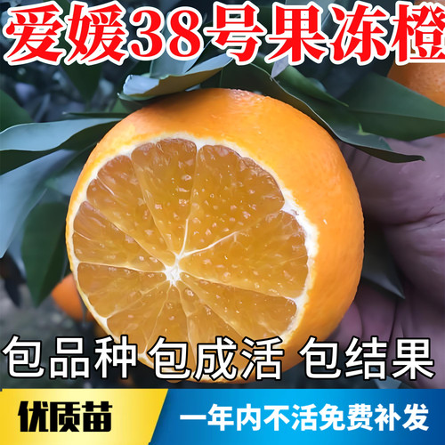 果冻橙爱媛38号树苗【原土发货】