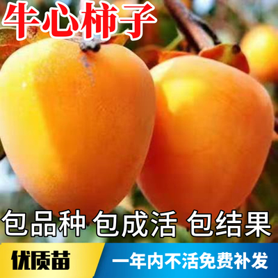牛心柿子苗树不活包赔当年结果