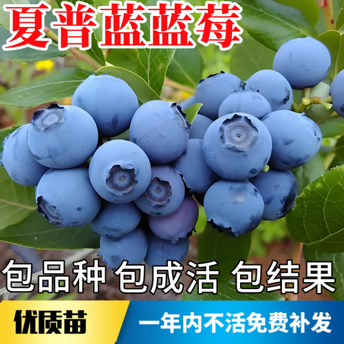 夏普蓝蓝莓苗不活包赔当年结果