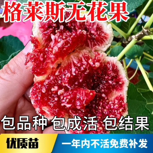 格莱斯无花果苗不活包赔当年结果