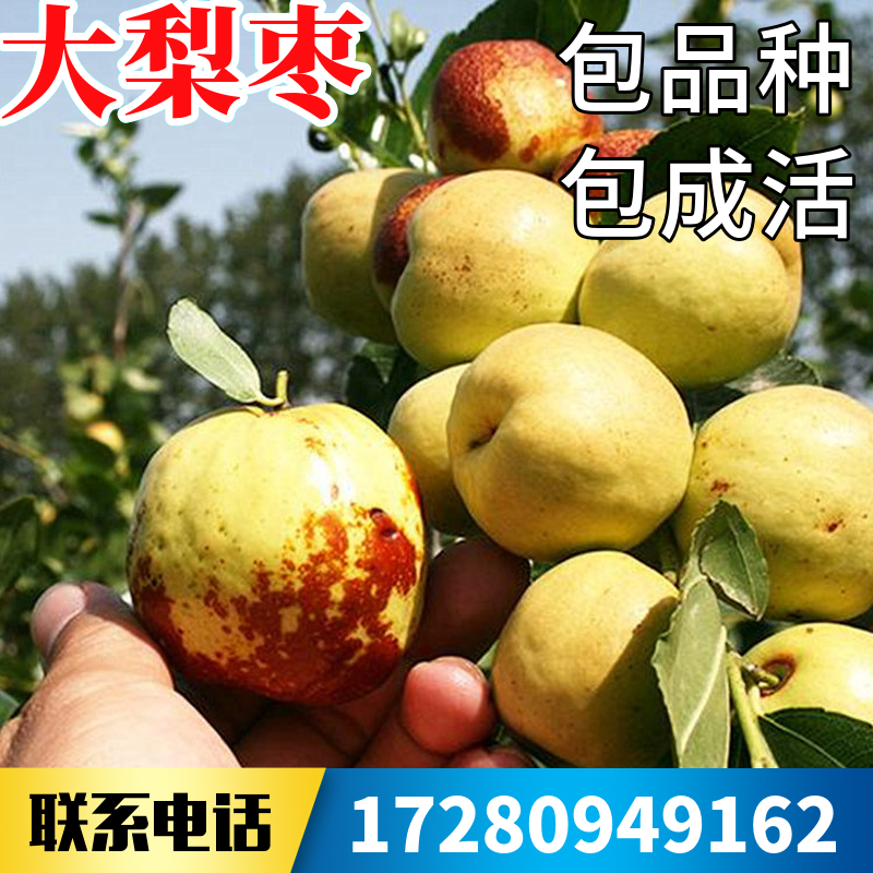 梨枣苗枣树活苗南北方庭院地栽特大果树盆栽嫁接枣子树苗当年结果