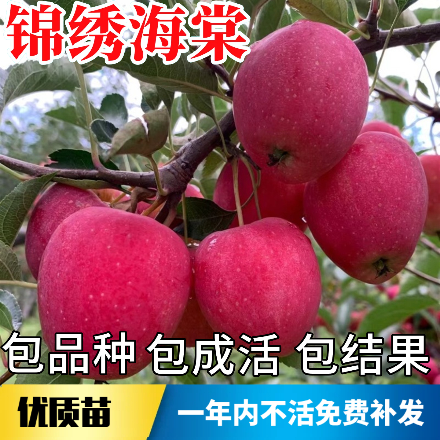 锦绣海棠树苗不活包赔当年结果