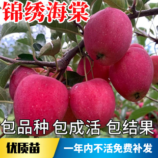 锦绣海棠树苗小苹果南北方耐寒沙果树果苗盆栽嫁接糖心当年结果