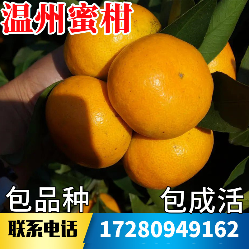 温州蜜柑苗南北方庭院地栽柑橘苗盆栽嫁接带原土桔子树苗当年结果