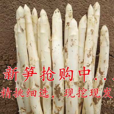 新鲜芦笋现挖现发农家自产蔬菜