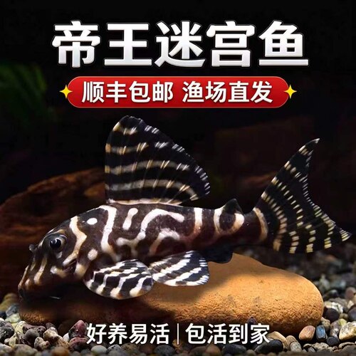 南美迷宫清道夫活体除藻观赏鱼