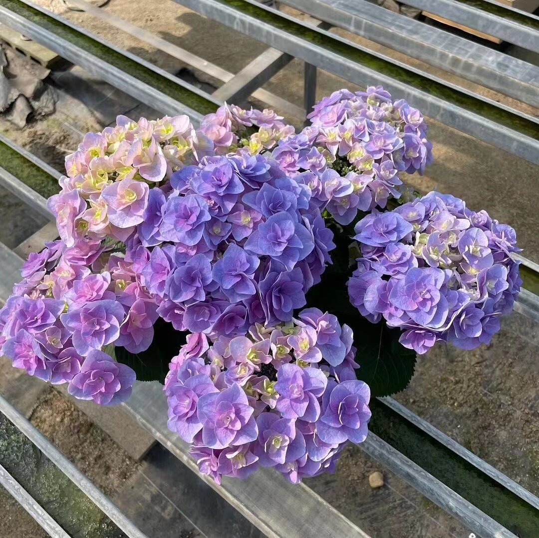 江的植物 绣球一加仑 雷王雷神 平顶重瓣大花 新品花期长
