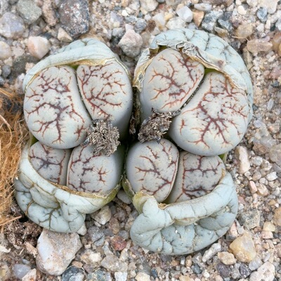 优选睫毛c188,4.6厘米，红纹，生石花群