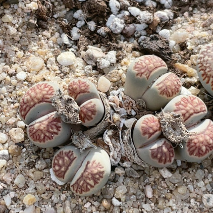 0616，6头红纹菊，6厘米