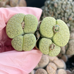 5.7厘米 4头绿微纹