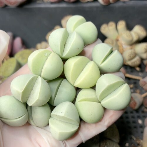 春桃玉，尺寸2.3-2.8厘米左右，50颗