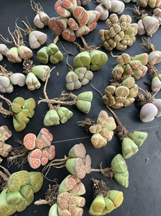 多肉植物生石花屁股花彩色组合单头多头群生母本生石花