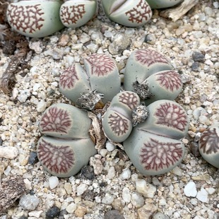 0022 5.7厘米 精品红纹菊