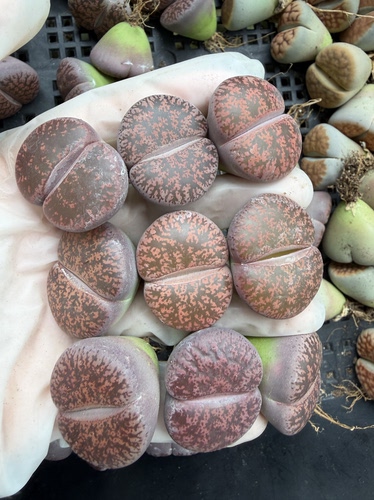 生石花，酒红紫薰母本，50颗，尺寸2.6-3厘米，择优发